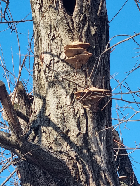 야산에 사진과 같은 버섯이 달려 있는데요. 주변에 여러 곳에 달려 있었습니다. 높이가 5m 정도 되는데, 무슨 버섯인지 궁금합니다.의 0번 째 이미지