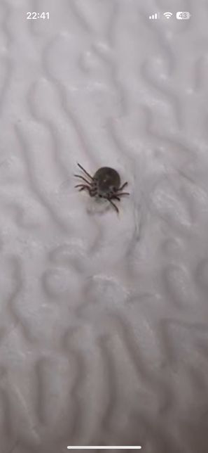 이건 무슨 종류의 진드기인지 알 수 있나요?의 0번 째 이미지