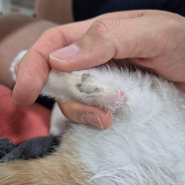 고양이 뒷다리 상처일까요..?질문드려요 ㅠ의 1번 째 이미지