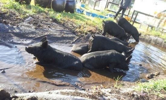 돼지도 정말 하마와 코끼리처럼 물을 좋아하나요?의 3번 째 이미지