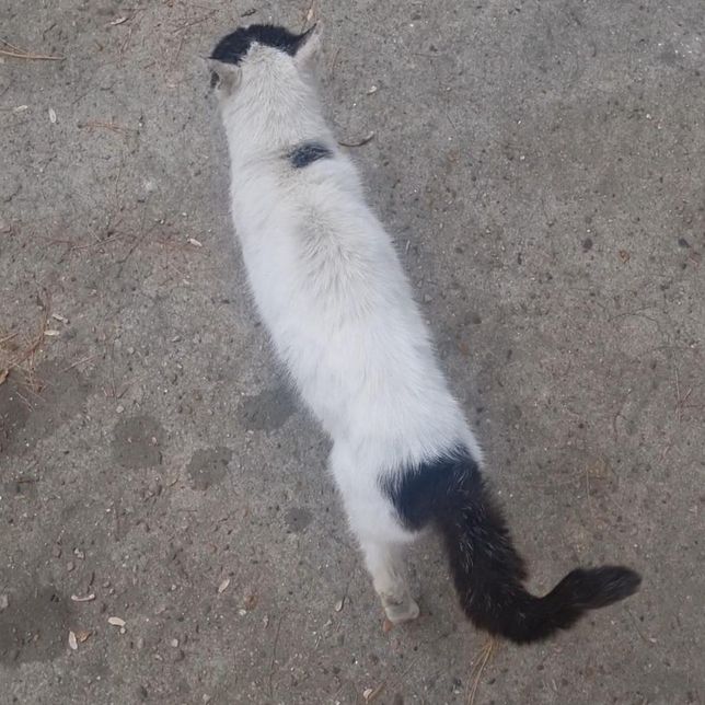 고양이 항생제 먹였는데도 아직 아파해요의 2번 째 이미지