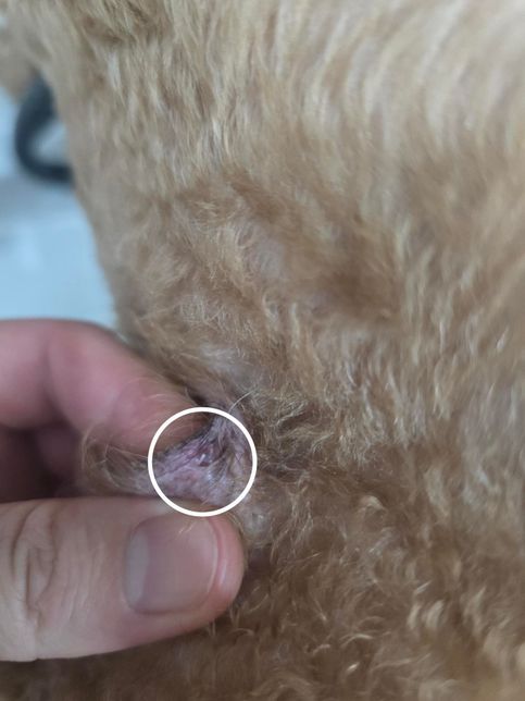 강아지 수술부위 녹는실이 맞나요??의 0번 째 이미지