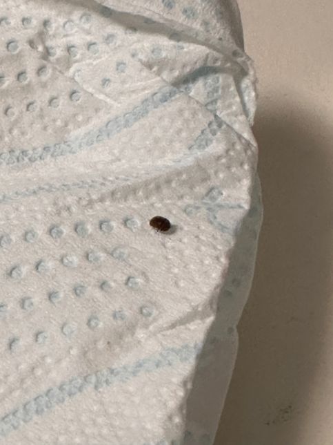 침대에서 자꾸 이런 벌레가 나오는데 뭔가요?의 2번 째 이미지