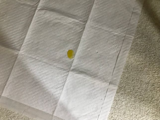 강아지 소변양이 너무 작습니다 (신장결석)의 1번 째 이미지