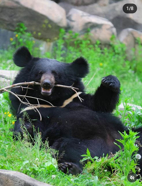 서울대공원 동물원에서는 국내산 무와 배추, 호박을 넘어 왜 칡과 나물도 캐고 대나무도 베어서 동물들 먹이로 제공하나요?의 1번 째 이미지