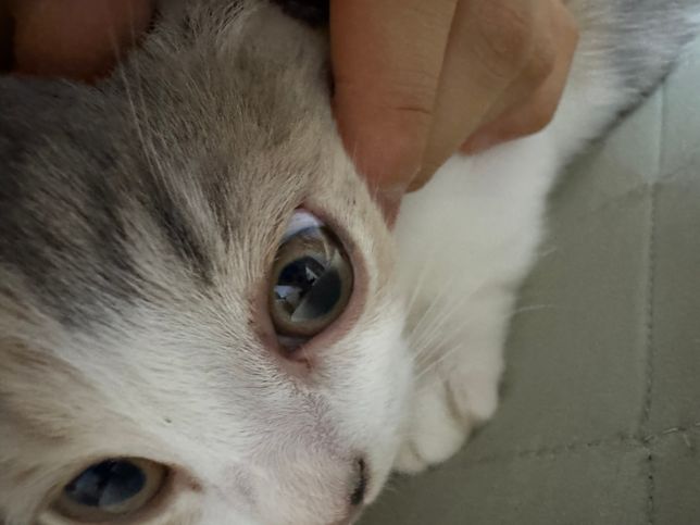 고양이 눈 주변 빨개졌는데 어떡하나요?의 0번 째 이미지