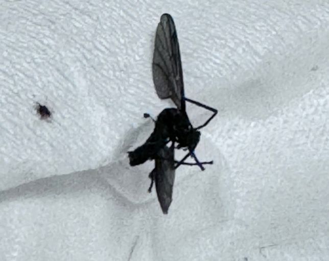 이 파리나 모기처럼 생긴 벌레의 이름은 뭔가요?의 0번 째 이미지