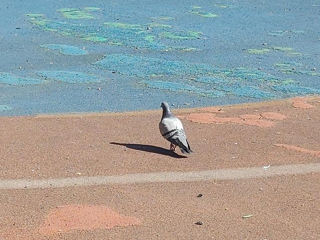 동물원에서 비둘기가 맹수 우리에 모르고 접근하고 먹이를 쪼아먹다가 당하는 수도 있나요?의 0번 째 이미지