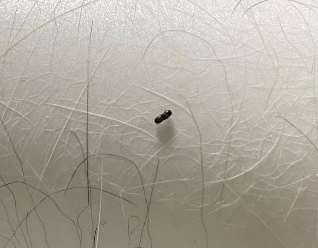 이거 무슨 벌레인가요???????의 0번 째 이미지