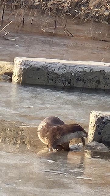 수달이 물가에서 맹금류와 마주친다면 영역이나 물에 대한 싸움이 일어날까요?의 0번 째 이미지