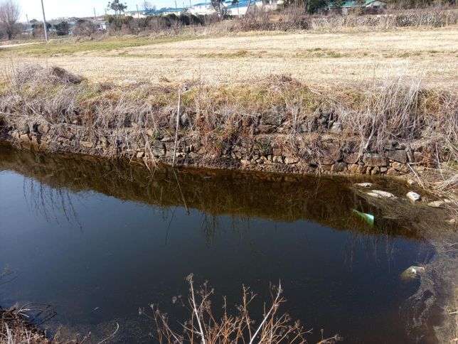 맹금류 중 숲에 사냥꾼인 참매도 죽은 동물의 고기를 먹나요?의 0번 째 이미지