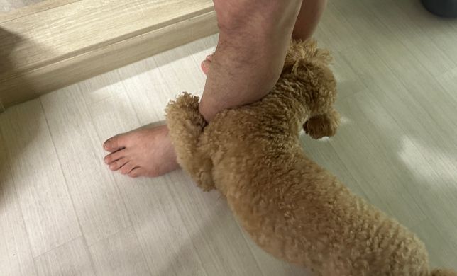 화장실가면 발목잡는 강아지 이유는?의 0번 째 이미지