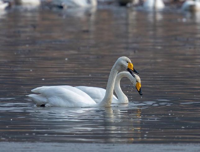 큰고니와 두루미는 왜 추울 때만 우리나라에 내려와요?의 0번 째 이미지