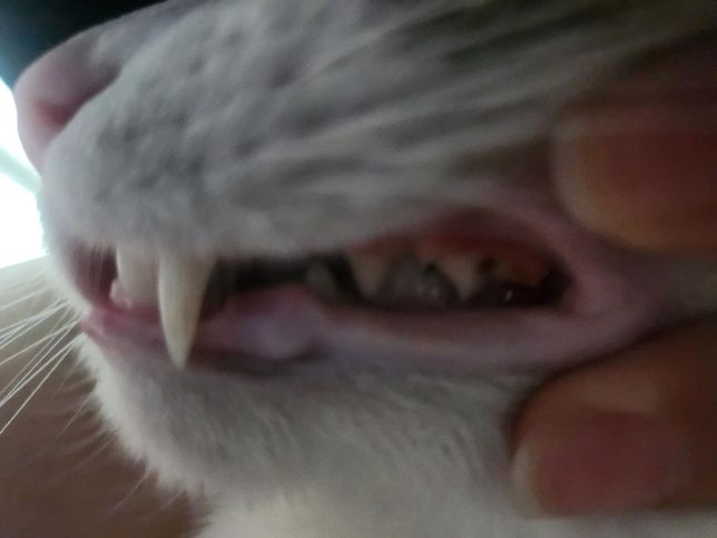 고양이 치아 확인부탁드려요 ㅠㅠㅠㅠㅠㅠ의 0번 째 이미지