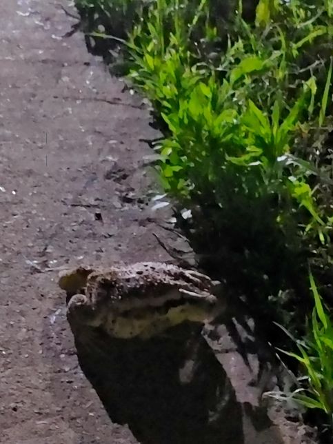 두꺼비가 정말 유혈목이와 같은 뱀에게도 덤빌까요?의 1번 째 이미지