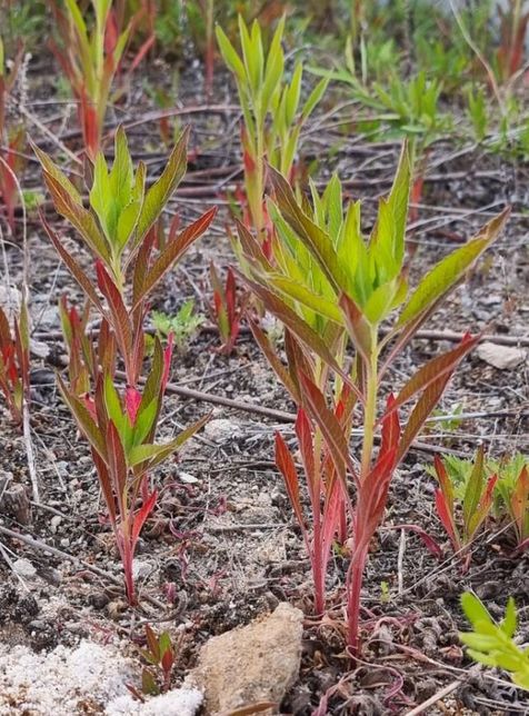 잡초인가요? 아는 사람 있으면 알려줄 수 있을까요?의 0번 째 이미지
