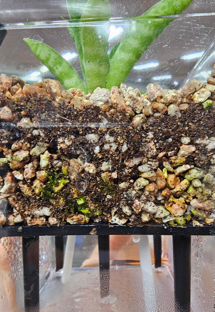 겉이 투명한 저면관수 화분을 샀는데 곰팡이가 핀걸까요?의 0번 째 이미지