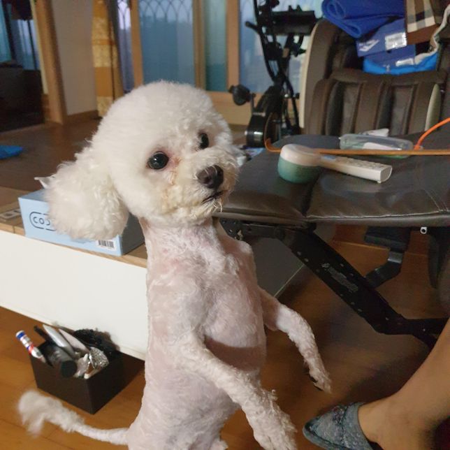 비숑이 눈물이 심한데 가끔긁고요 알레르기가 있는걸까요??의 1번 째 이미지