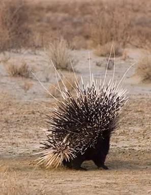 벌꿀오소리는 호저의 가시에 대한 공격성에도 강할까요?의 2번 째 이미지