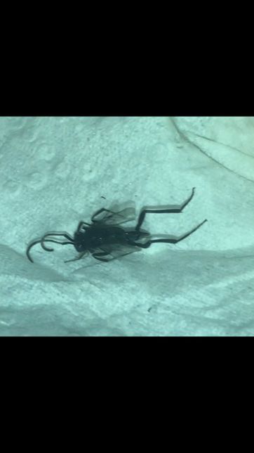 곤충 때문에 힘들어서 못살겠어요 도와주세요 (사진)의 0번 째 이미지