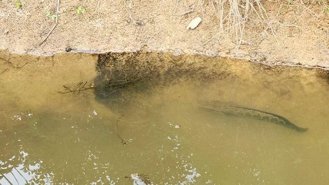 가물치는 왜 육지 근처의 얕은 물에서 알을 낳고 새끼를 키워요?의 0번 째 이미지