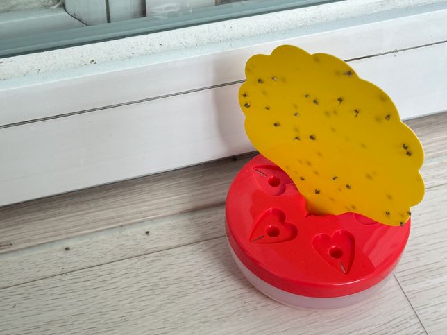 집에 날파리가 너무 많아요 ㅜㅜㅜㅜㅜ의 1번 째 이미지