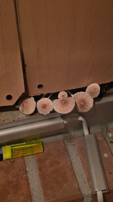 실내 베란다에 버섯이 피었는데 독성일까요? 제거는 어떻게 하나요?의 0번 째 이미지