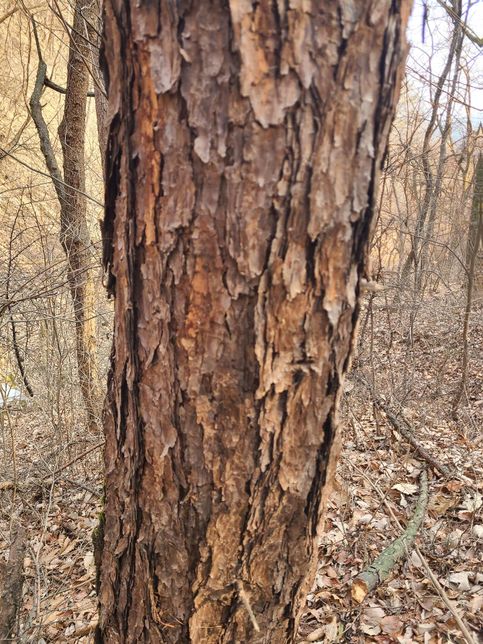 이 나무는 어떤 나무 인가요? 소나무 인가요?의 2번 째 이미지