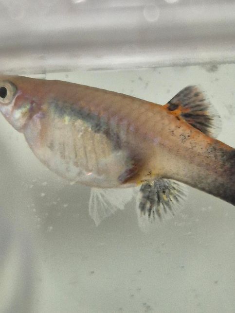 구피 임신인지 모르겠어요.....의 2번 째 이미지