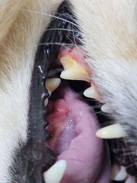 tongue bite syndrome이 정확하게 뭔가요?? 저희 강아지도 그건가요?의 2번 째 이미지