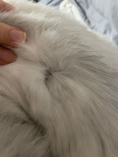 고양이 피부에 딱지같은게 만져집니다.의 0번 째 이미지