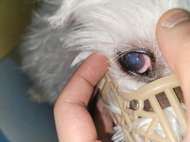 강아지 한쪽눈 백내장인가요? 뿌옇습니다의 0번 째 이미지