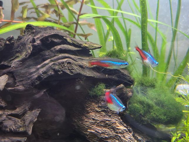 네온 테트라 외관 상태가 좀이상한데 질병인가요 외상인가요?의 0번 째 이미지
