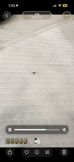 진드기 인가요? 무슨벌렌지 알려주세요 ㅠㅠㅠ의 0번 째 이미지