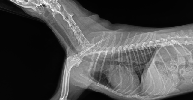마른기침헛구역질이 점점 심해지고 있습니다 기관협착, 기관지염의 0번 째 이미지