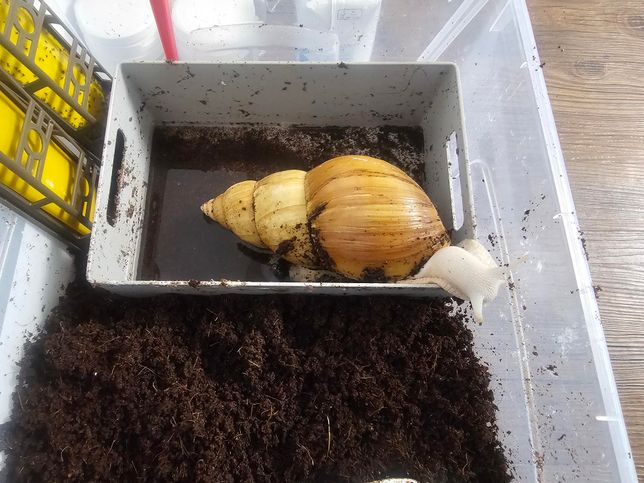 집에서 키우고 있던 달팽이 당근 거래 가능한가여?의 0번 째 이미지