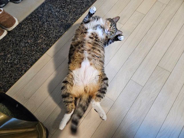 고양이가 사람 화장실에 들어가는 이유의 0번 째 이미지