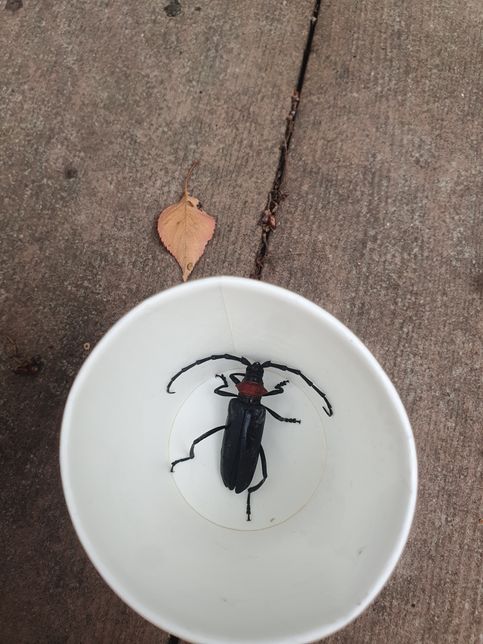 이 벌레 이름알려주세요 이름이 뭔가요?의 1번 째 이미지