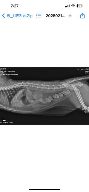 고양이 거품토, 밥안먹음, 대변안눔, 토할때 께에엑 소리의 0번 째 이미지