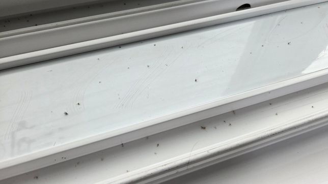 원룸 자취방 창문 벌레 막는법 알려주세요의 1번 째 이미지