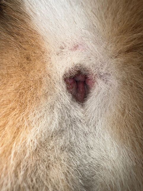 강아지 똥꼬좀 봐주세요 부탁드립니다의 1번 째 이미지