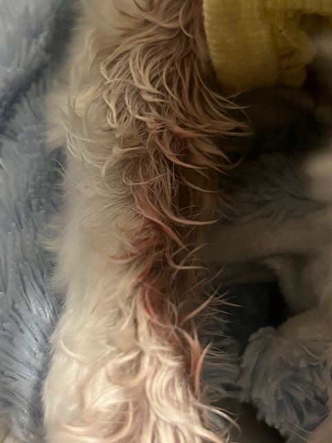 저희집 강아지가 이빨에서 피가 나고 다리를 핥아요의 0번 째 이미지