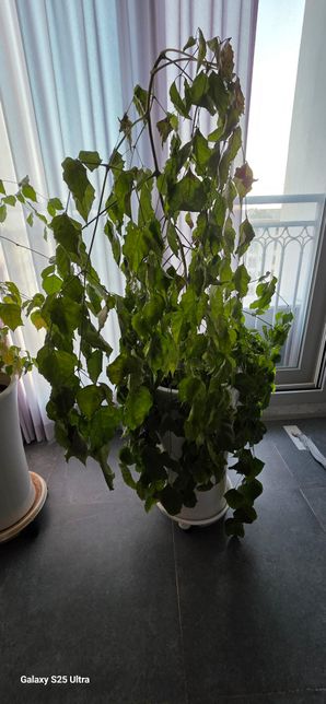 녹보수를 잘라서 흙꽂이를 했는데요!의 1번 째 이미지