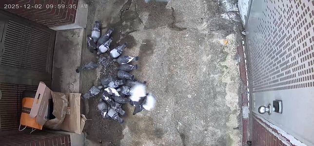 비둘기 사료 및 쌀투기로 인한 피해 상담문의의 3번 째 이미지