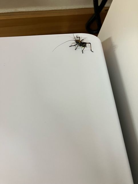 사진에 있는 이 벌레는 어떤 벌레인가요?의 0번 째 이미지
