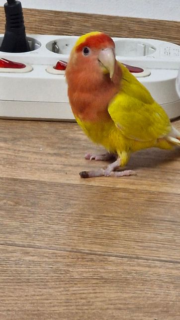 모란 앵무 발궤양인가요? 부탁드립니다!의 0번 째 이미지