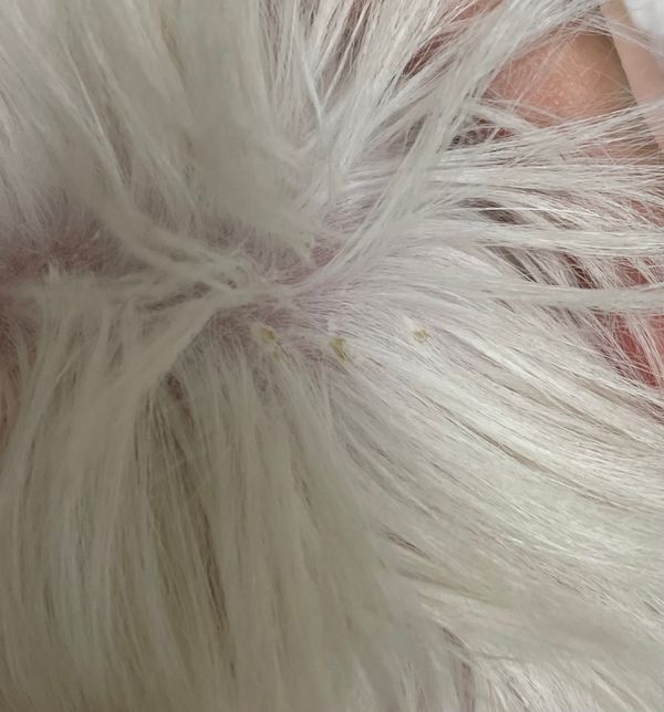 2개월 강아지 피부 상태 좀 봐주세요…의 0번 째 이미지