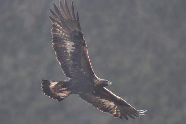 맹금류는 정말 맹수에 약한 새인가요?의 0번 째 이미지