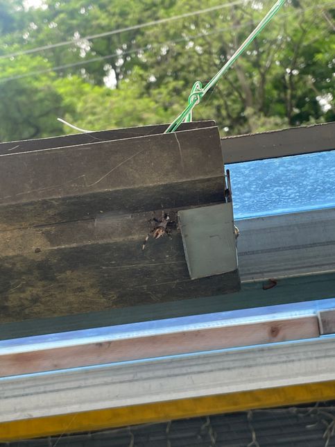 이거 무슨 거미인가요? 사진 화질은 안좋아요의 3번 째 이미지