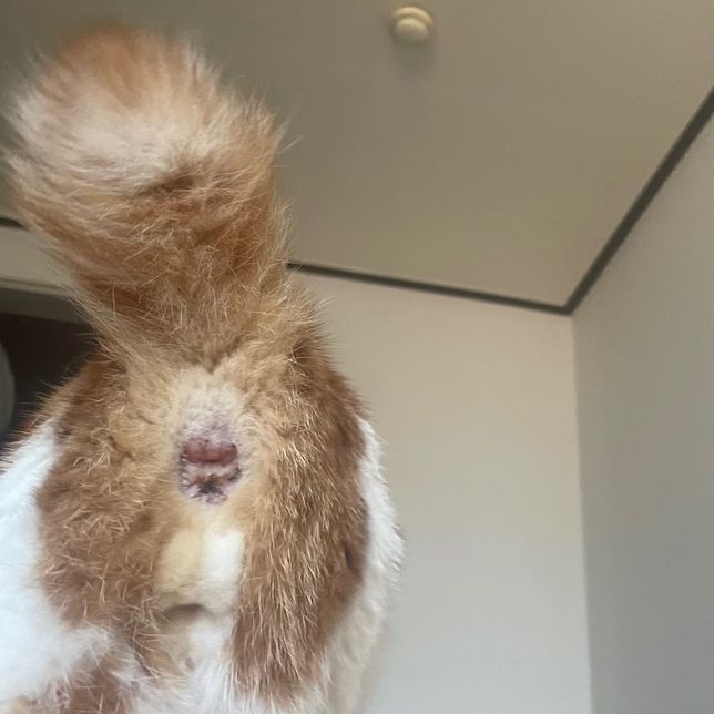 중성화된 수컷 코숏 고양이 항문 윗부분이 부었어요의 0번 째 이미지